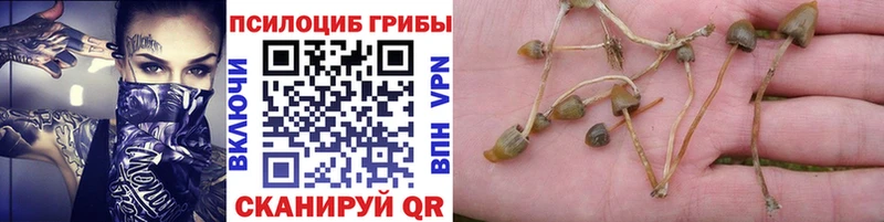 kraken ссылки  Белебей  Галлюциногенные грибы Psilocybine cubensis  наркота 